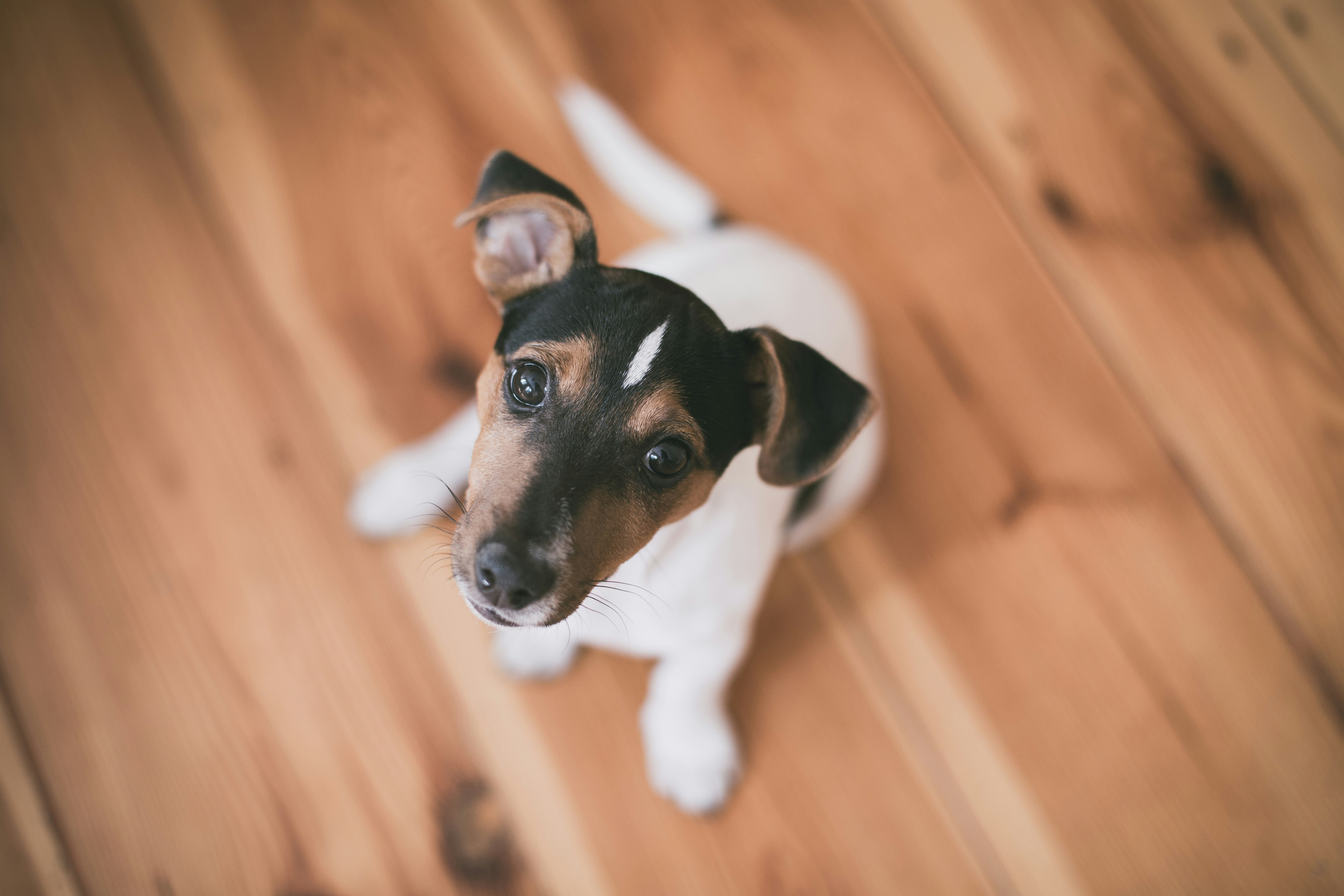 shallow focus photography of short-coated white and brown puppy